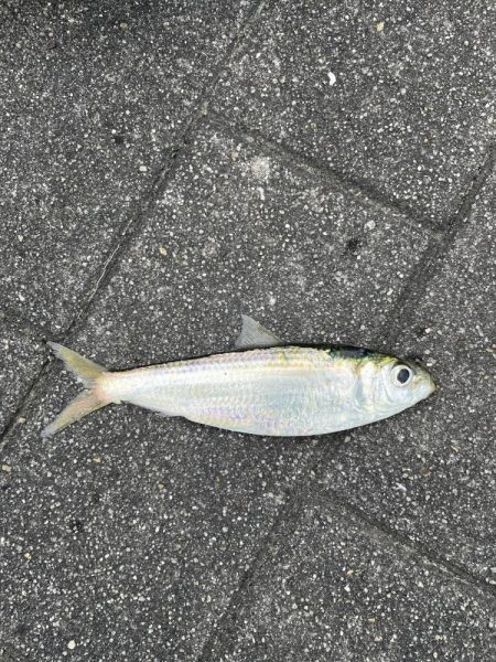 シーサイドコスモ調査