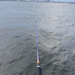 シーサイドコスモ、タコ調査