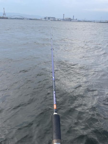 シーサイドコスモ、タコ調査