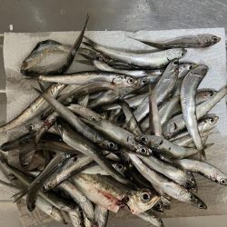 シーサイドコスモ調査