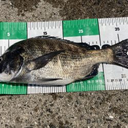 フジツボ•カニで2枚