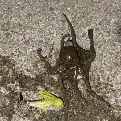 初めてのサイズ！