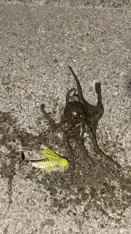 初めてのサイズ！