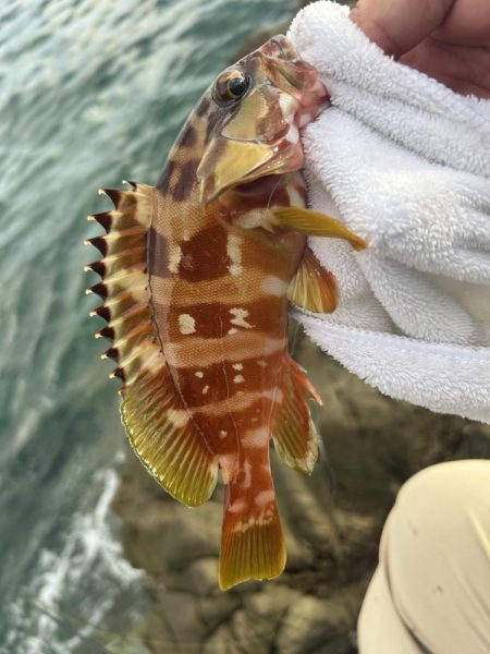 メッキサイズアップ!