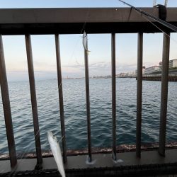 アジしか勝たん