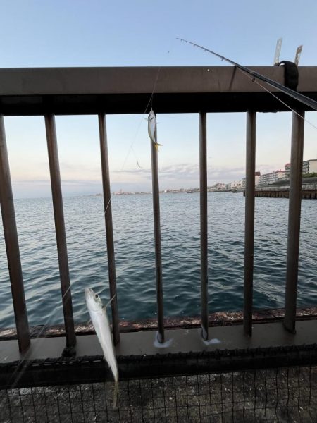 アジしか勝たん