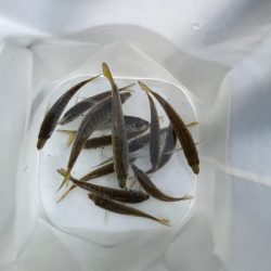 アジしか勝たん②