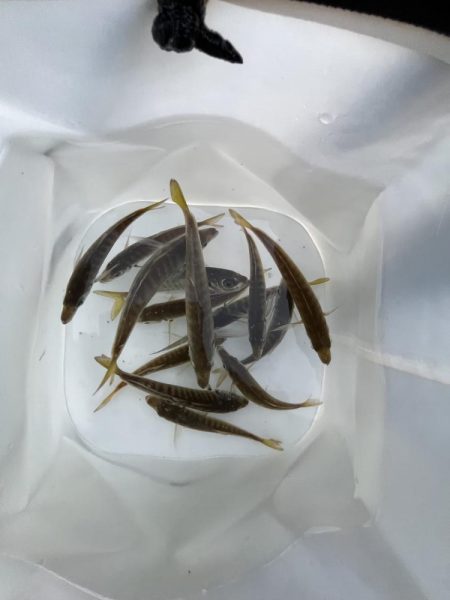 アジしか勝たん②