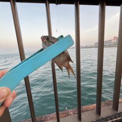 イカ調査成功！？