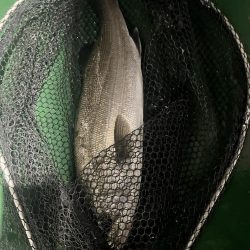 宮崎港での釣果