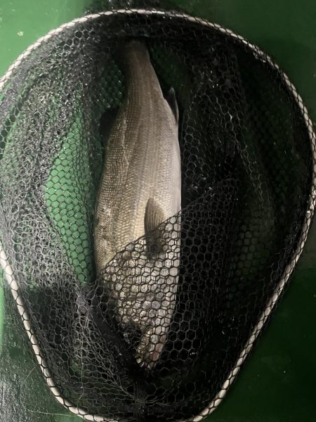 宮崎港での釣果