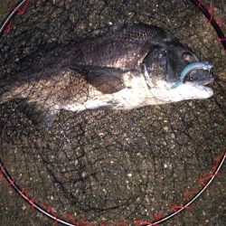 夏チヌ元気やね