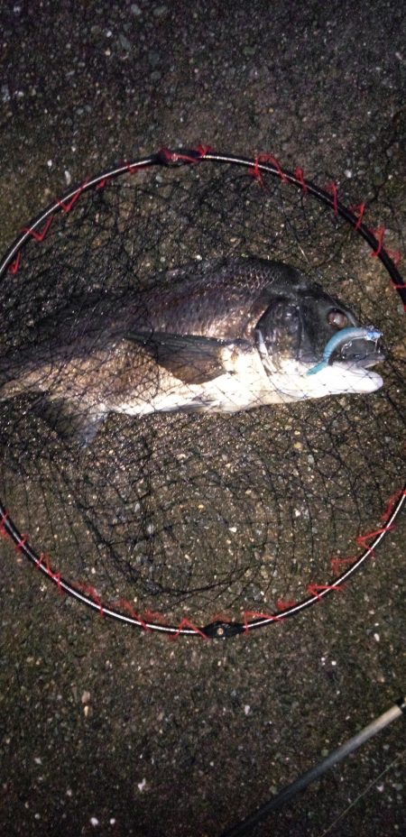 夏チヌ元気やね