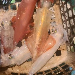 和歌山県白浜沖でイカメタル