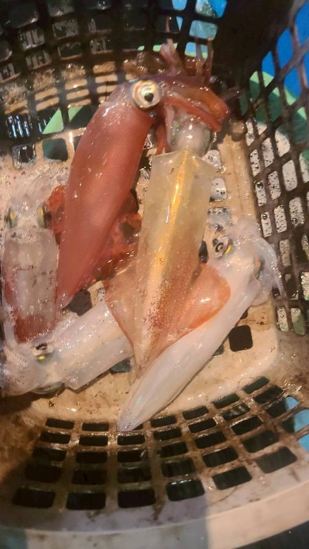 和歌山県白浜沖でイカメタル