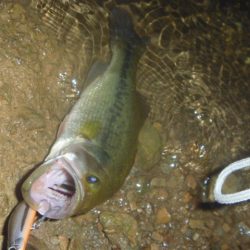 8月バス釣り
