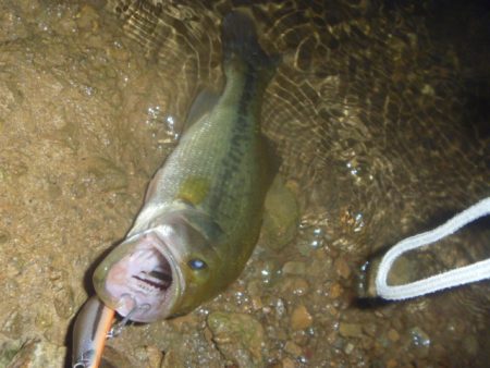 8月バス釣り