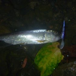 一庫ダム釣行 8月4日