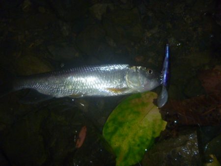 一庫ダム釣行 8月4日