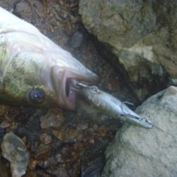 8月5日　一庫ダム釣行