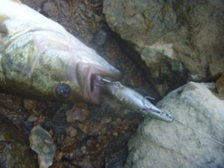 8月5日　一庫ダム釣行