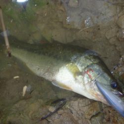 8月18日　一庫ダム釣行