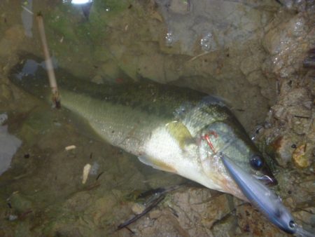 8月18日　一庫ダム釣行