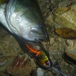スピナーベイトでバス釣り