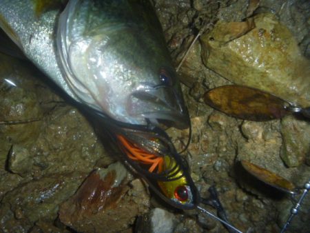 スピナーベイトでバス釣り