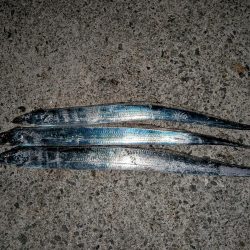 夏のタチウオ狙い