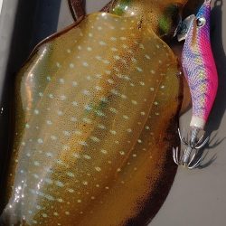 新子エギング1日目