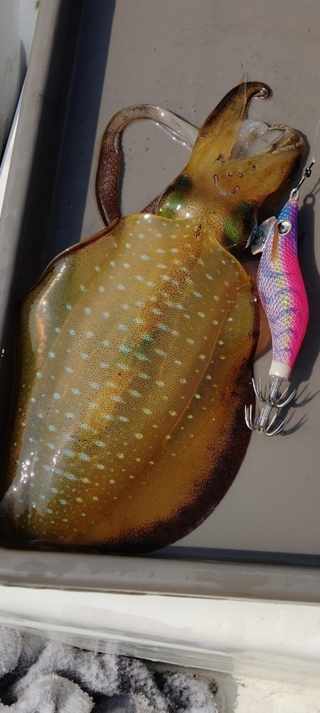 新子エギング1日目