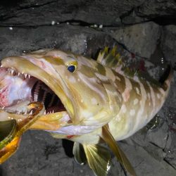 美味しいお魚ゲッチュ