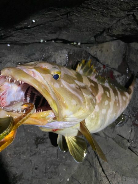 美味しいお魚ゲッチュ