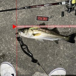 時合い一瞬！デカいと思ったら…まさかのサイズ!?【シーバス釣り】