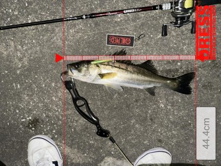 時合い一瞬！デカいと思ったら…まさかのサイズ!?【シーバス釣り】