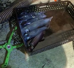 激荒れイカメタル