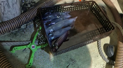 激荒れイカメタル