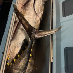 キハダキャスティング