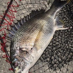 ヘチってきました