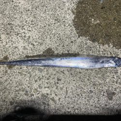 初太刀！  調査釣行