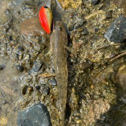 今日も淀川で…