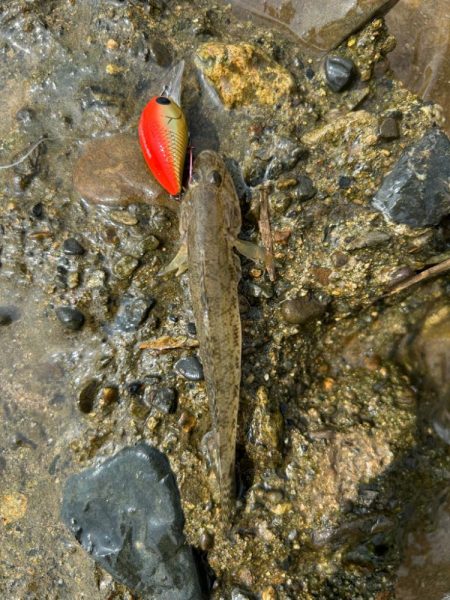 今日も淀川で…