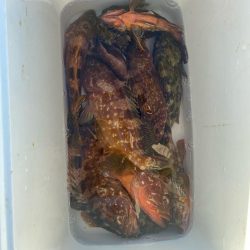 今年初のツバスと根魚