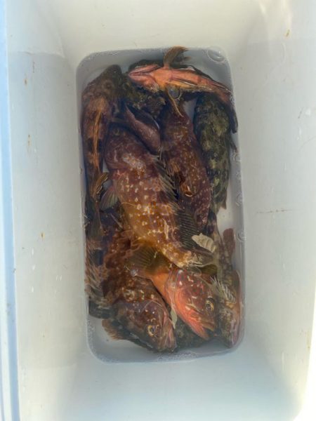 今年初のツバスと根魚