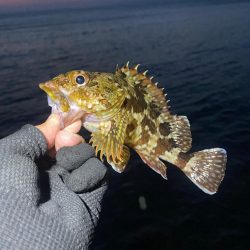 カツオ・アジ・太刀魚