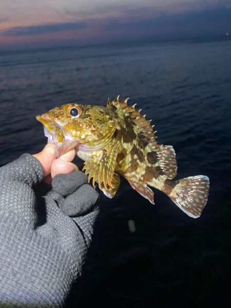 カツオ・アジ・太刀魚