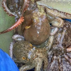 東京湾エギタコ