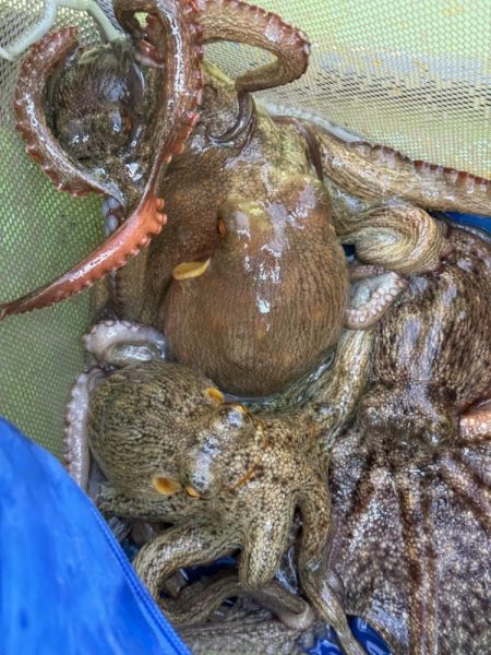 東京湾エギタコ