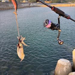 エギング2時間青物2時間